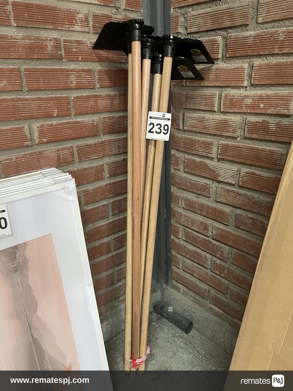 Azadon mango 140cm